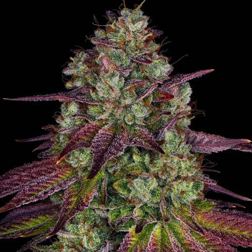 Barney´s Farm - Mimosa Evo