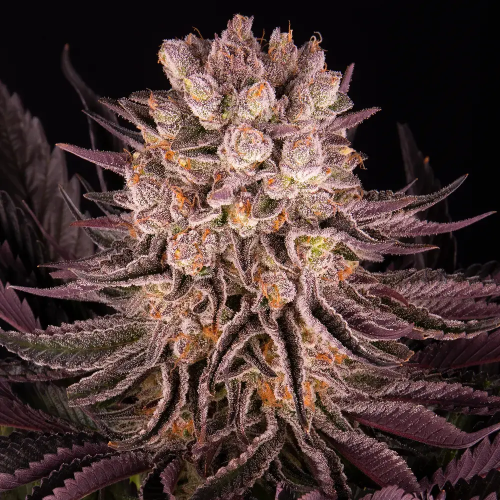 Barney´s Farm - Mimosa x Orange Punch