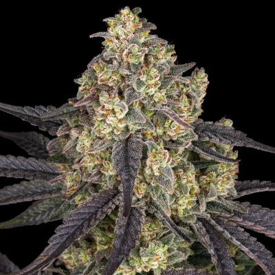 Barney´s Farm - Kush Mintz