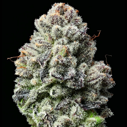 Barney´s Farm - Lemon Cherry Gelato