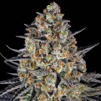 Barney´s Farm - LSD