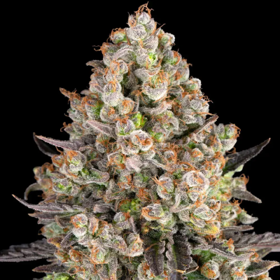 Barney´s Farm - OG Kush