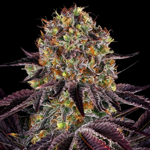 Barney´s Farm - Runtz x Layer Cake