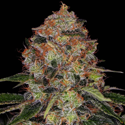 Barney´s Farm - ShiskaBerry