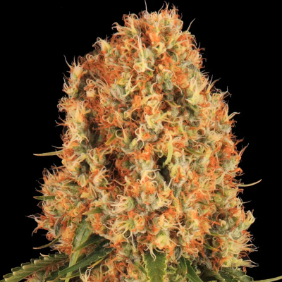 Barney´s Farm - Orange Sherbert