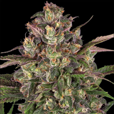 Barney´s Farm - Peyote Critical