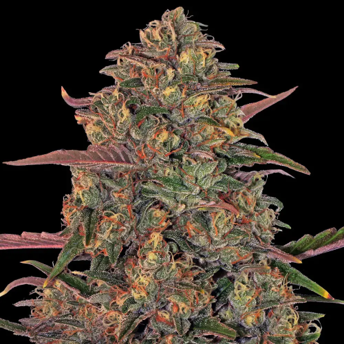 Barney´s Farm - Pineapple Chunk