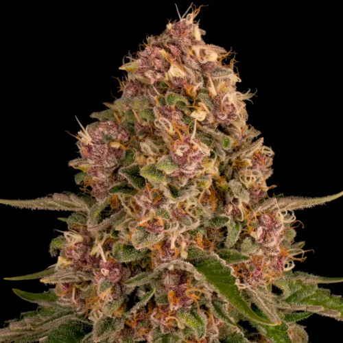 Barney´s Farm - Pink Kush