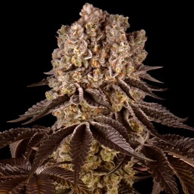 Barney´s Farm - Purple Punch