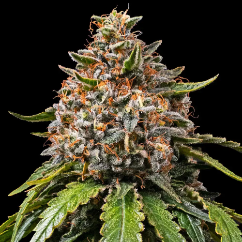 Barney´s Farm - White Widow XXL (White Widow)