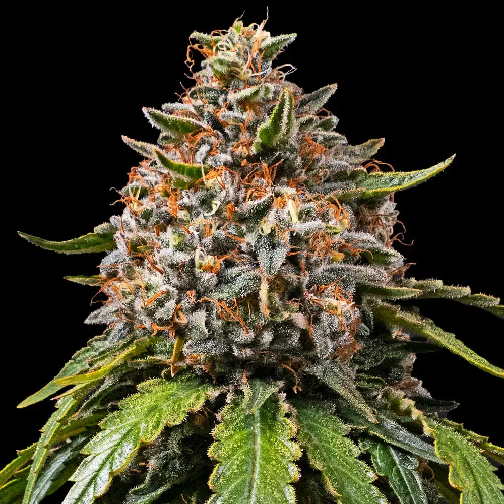 Dutch Passion - Auto Kingston Punch