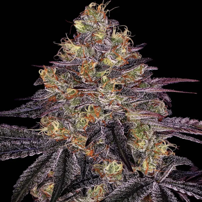 Barney´s Farm - Watermelon Zkittlez