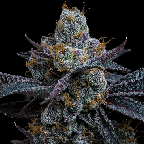 Barney´s Farm - White Runtz