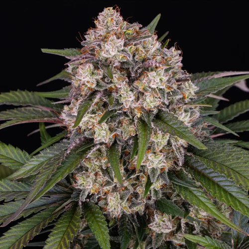 Barney´s Farm - OG Kush Auto