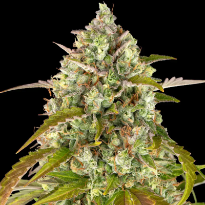 Barney´s Farm - Pineapple Express Auto