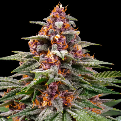 Barney´s Farm - Runtz Auto