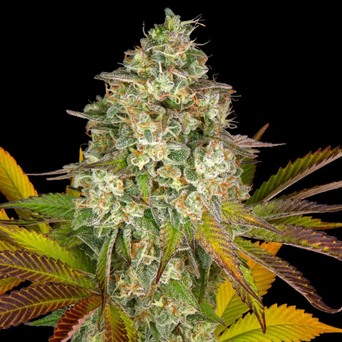 Barney´s Farm - Cookies Kush Auto