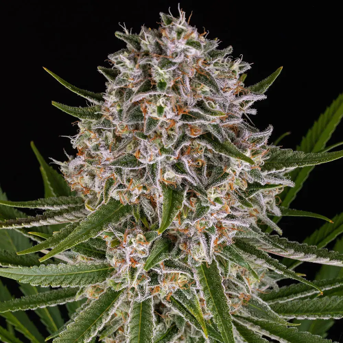 Barney´s Farm - Lemon Haze Auto