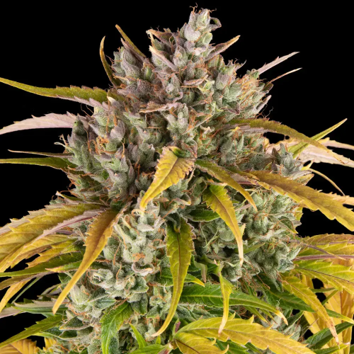 Barney´s Farm - LSD Auto