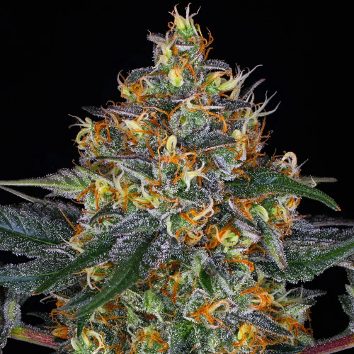 Barney´s Farm - Moby Dick Auto