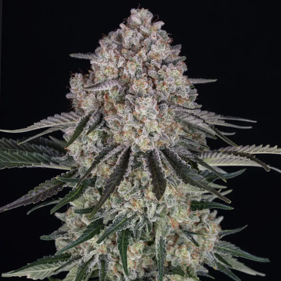 Barney´s Farm - Sour Diesel Auto