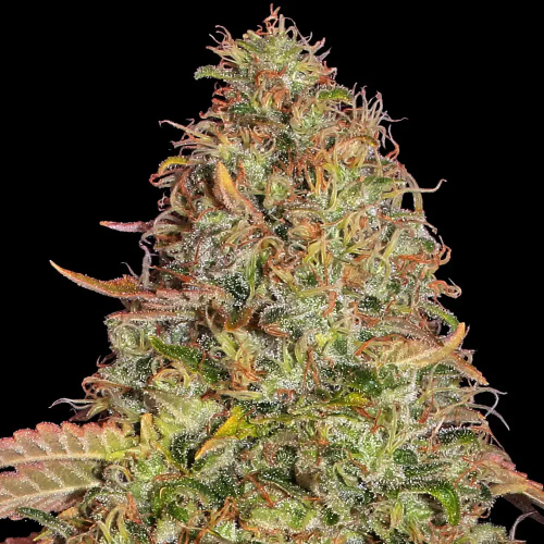 Barney´s Farm - Zkittlez OG Auto