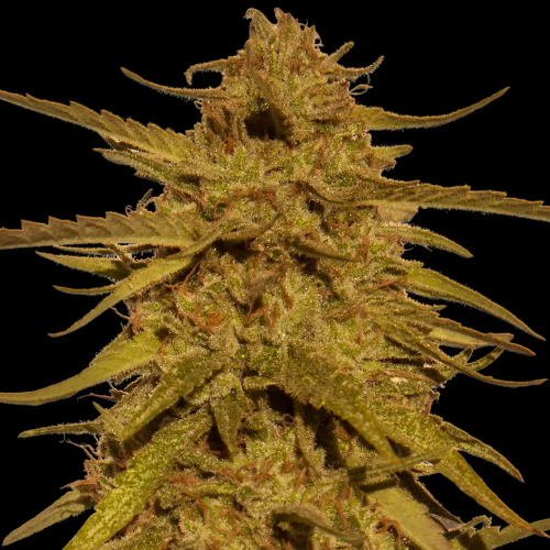 Barney´s Farm - Pineapple Haze regular