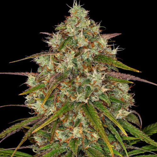 Barney´s Farm - Liberty Haze