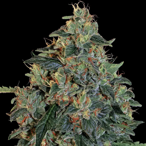 Barney´s Farm - Blueberry OG