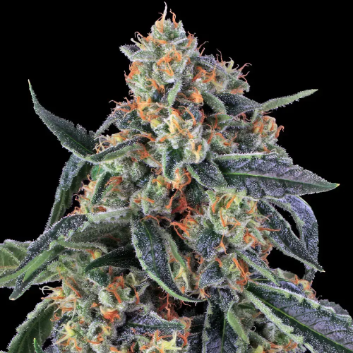 Barney´s Farm - Cookies Kush