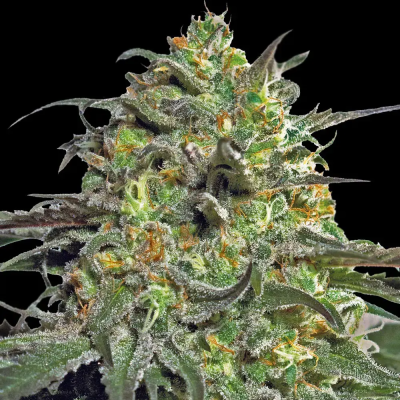 Barney´s Farm - Peyote Cookies