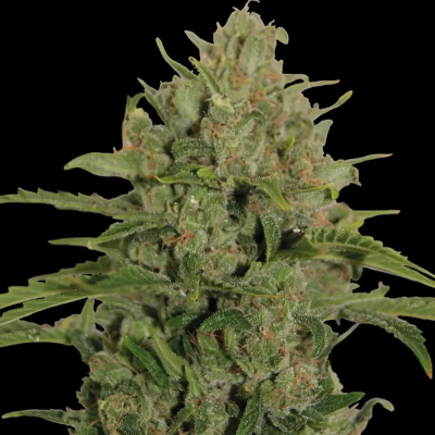 Barney´s Farm - Triple Cheese