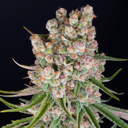 Barney´s Farm - GMO Auto