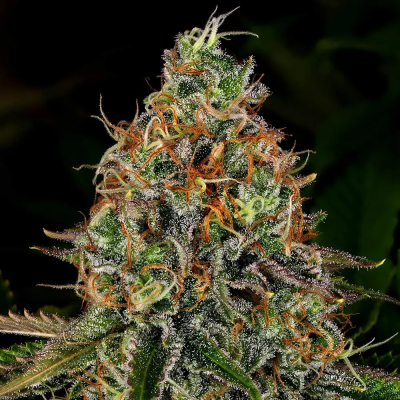 Barney´s Farm - Tangerine Dream Auto
