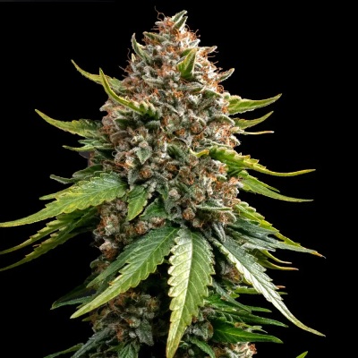 Barney´s Farm - White Widow XXL Auto (White Widow Auto)
