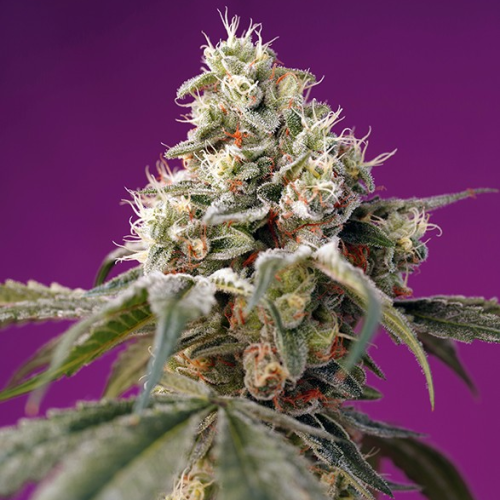 Sweet Seeds - Bruce Banner Auto