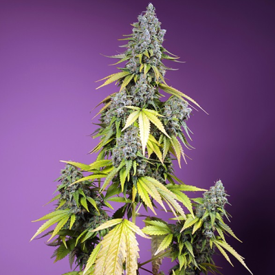 Sweet Seeds - Jet Fuel Mandarine XL Auto