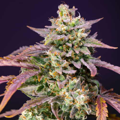 Sweet Seeds - Purple Punch OG XL Auto