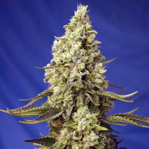 Sweet Seeds - Runtz XL Auto