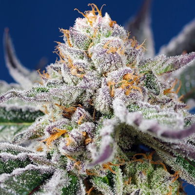 Sweet Seeds - Orange Apricot Glue XL Auto