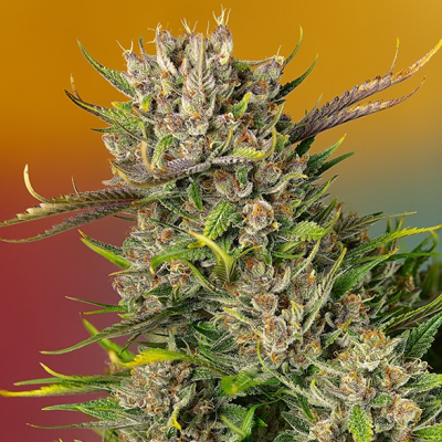 Sweet Seeds - Papaya Zoap Auto