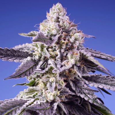 Sweet Seeds - Permanent Jealousy XL Auto