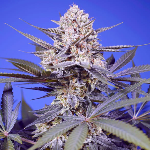 Sweet Seeds - Pineapple Slush XL Auto