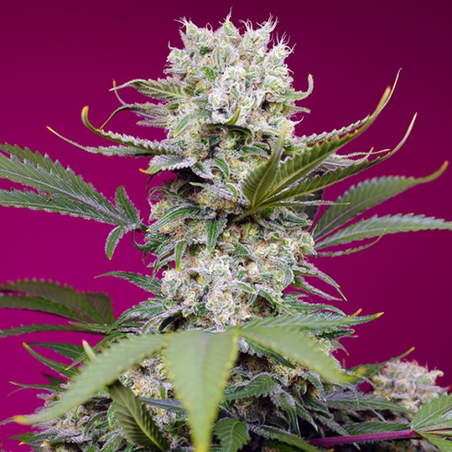 Sweet Seeds - Sweet Mandarine Zkittlez XL Auto