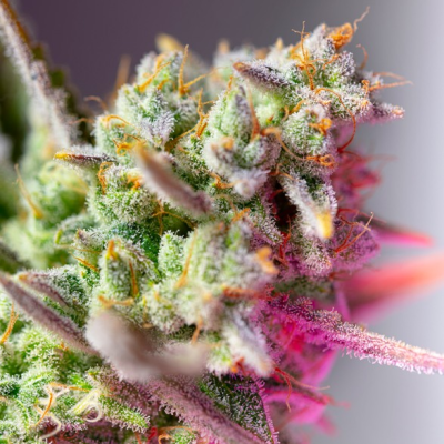 Sweet Seeds - Sweet Mimosa XL Auto