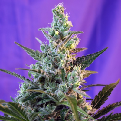Sweet Seeds - Sweet Skunk Auto