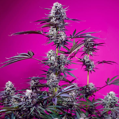 Sweet Seeds - Studio 54 Stardust Auto