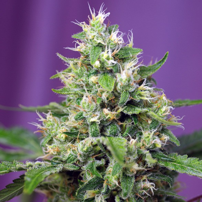 Sweet Seeds - Sweet Amnesia Haze XL Auto