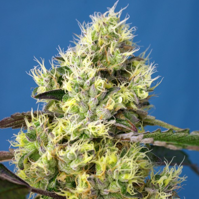 Sweet Seeds - Sweet Gelato Auto