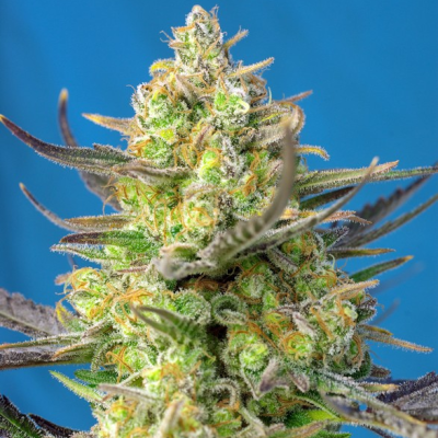 Sweet Seeds - Sweet Cheese XL Auto